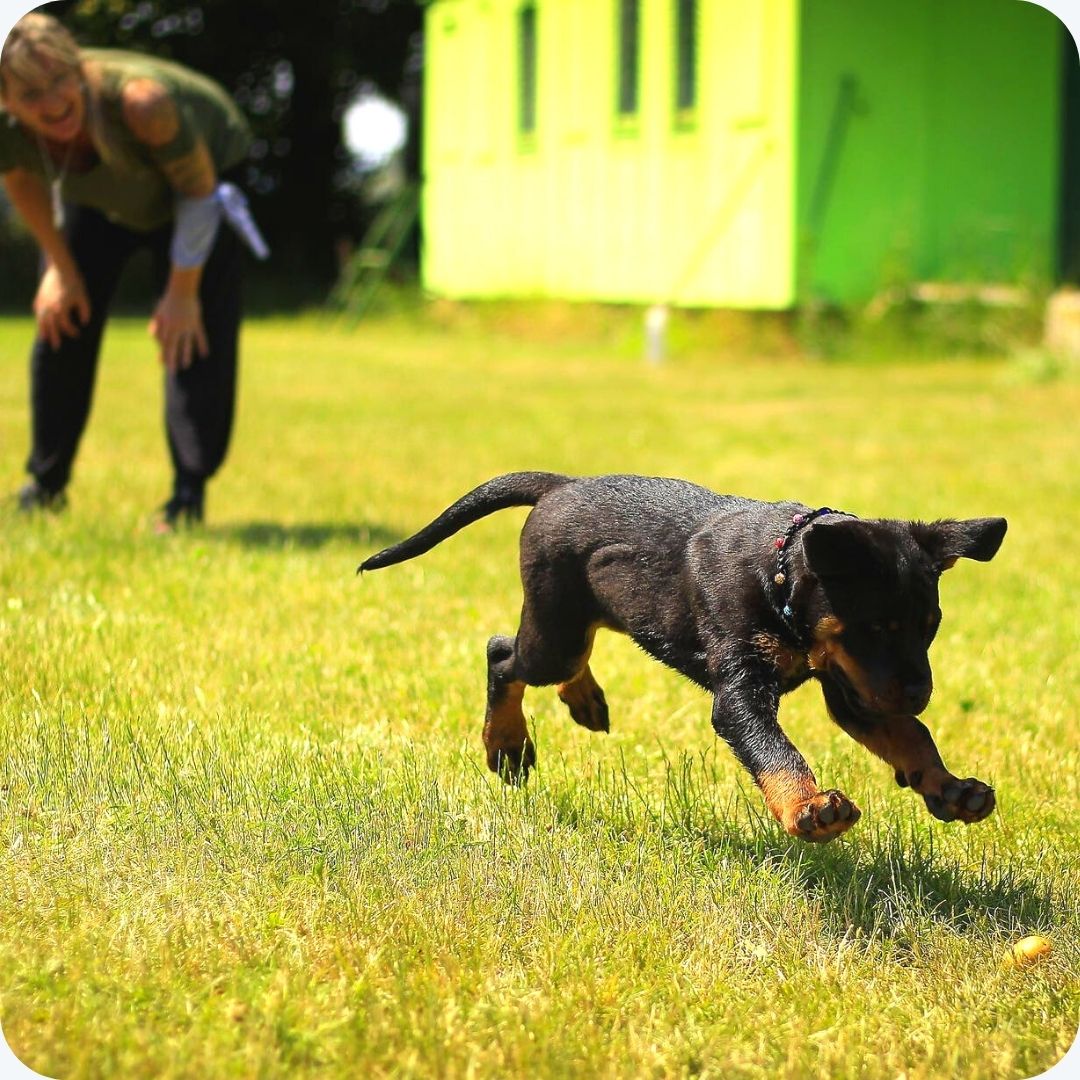 Dagelijks nieuwe aanmeldingen voor de puppycursus? Zo houd je de planning overzichtelijk!