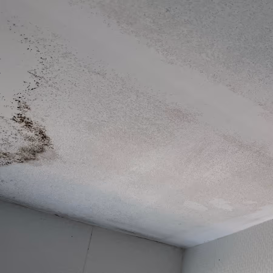 a mould affected bathroom ceiling in Maroubra requiring mould removal