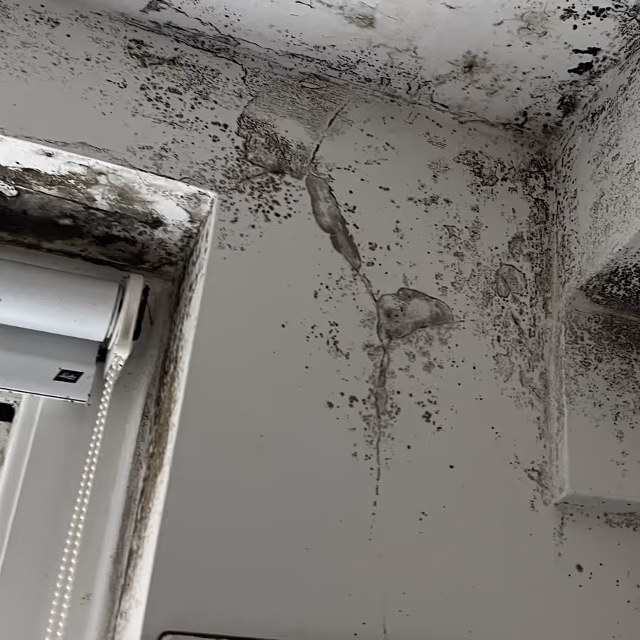 mould growth on a wall in Paddington requiring professional mould remediation
