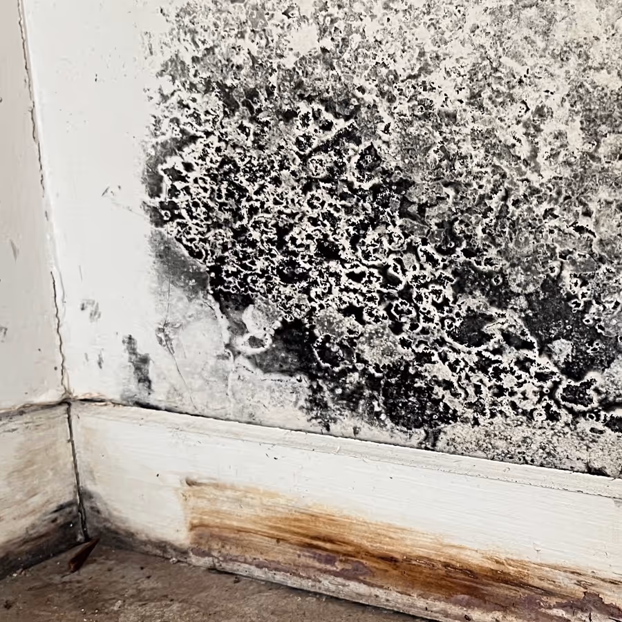 Mould affected wall and skirting in a bedroom at Lane Cove