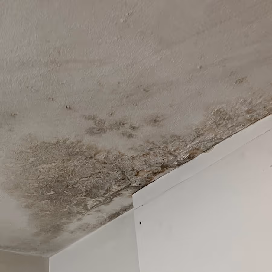 Severe mould growth and water ingress in a apartment ceiling in Mosman