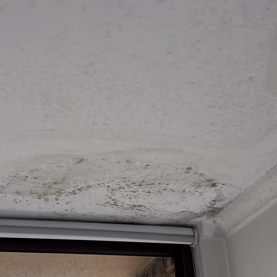 Neutral Bay apartment with mould growth and water leaks spreading across the ceiling