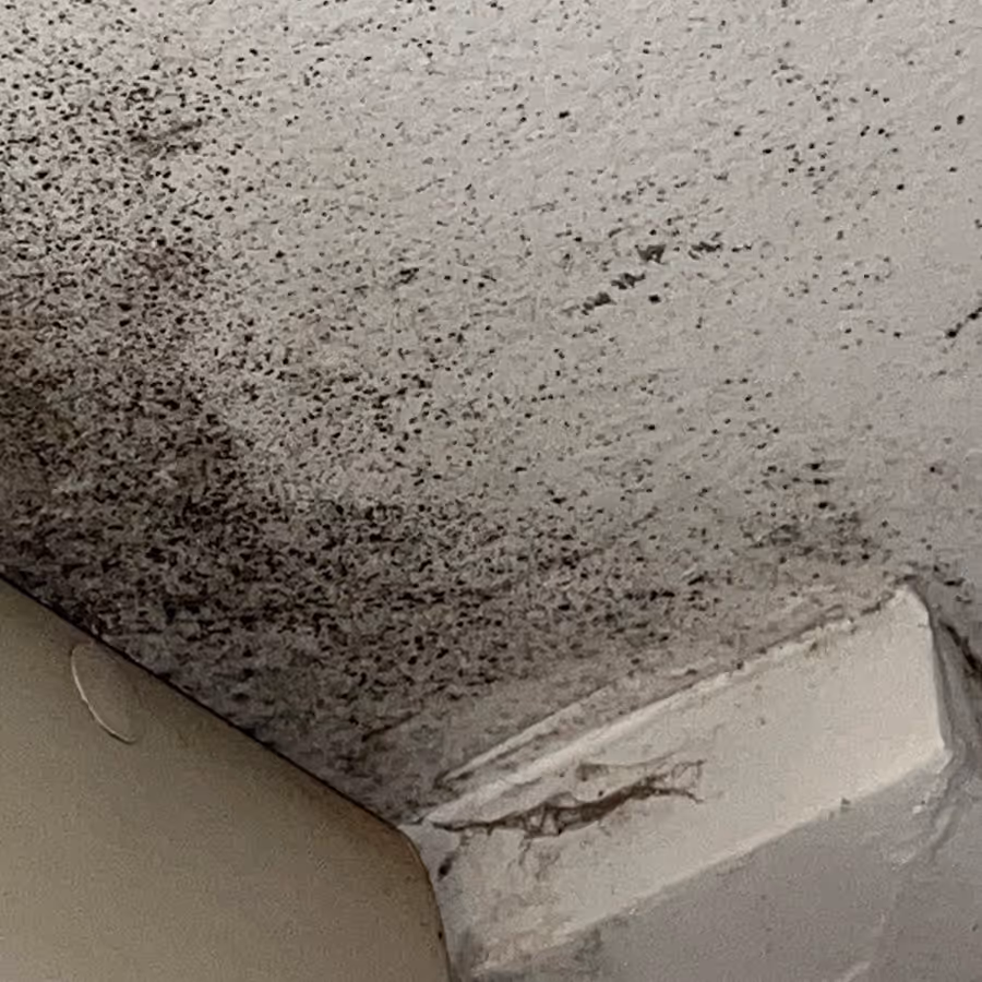 mould covered ceilings in a bedroom in Glebe