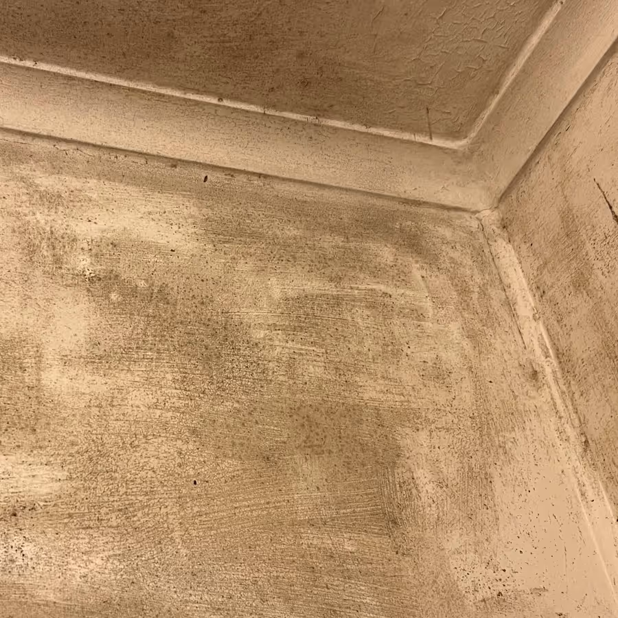 Marricville walls covered in mould requiring professional remediation