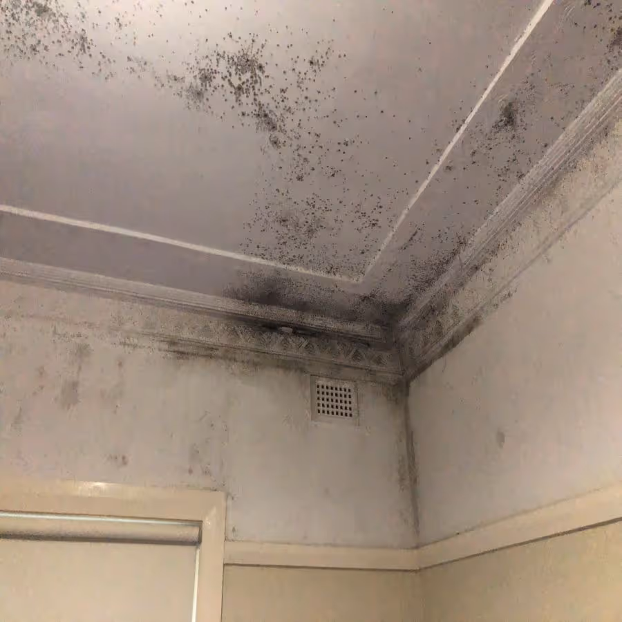 Rockdale mold removal required to a bedroom ceiling
