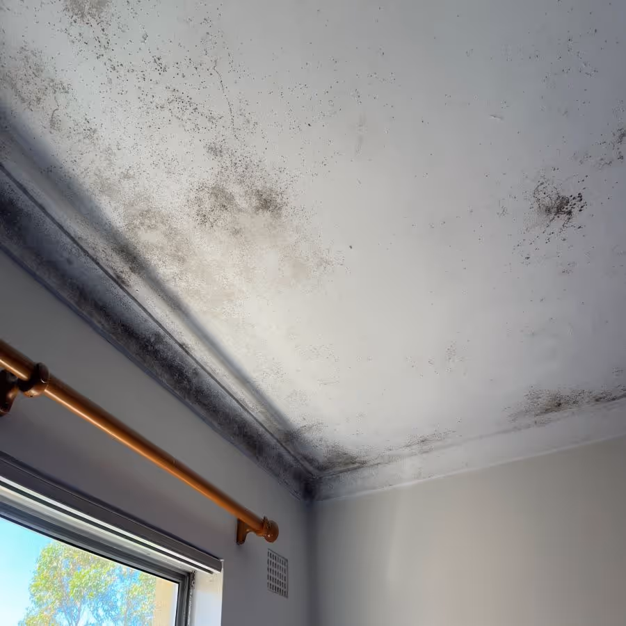 Mould on cornice and ceiling linings in a Dee Why apartment
