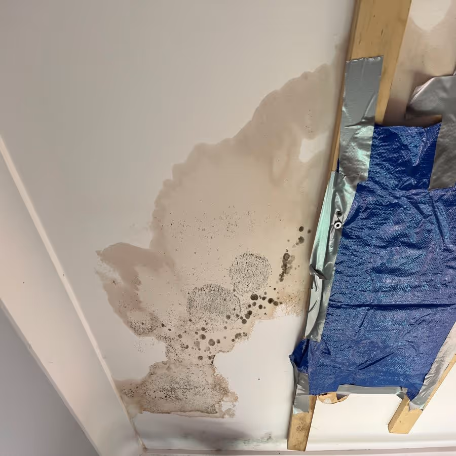 a ceiling in terrey hills with severe mould growth and the ceiling partially collapsing. 