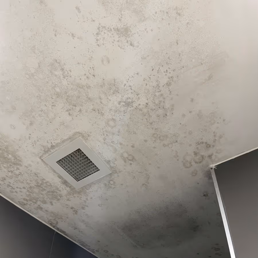bathroom ceiling in Mona Vale with mould growth spread across