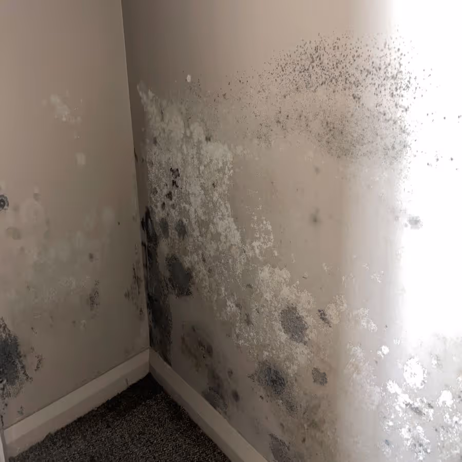 mould affected plasterboard wall in Edgeworth requires mold cleaning treatment 