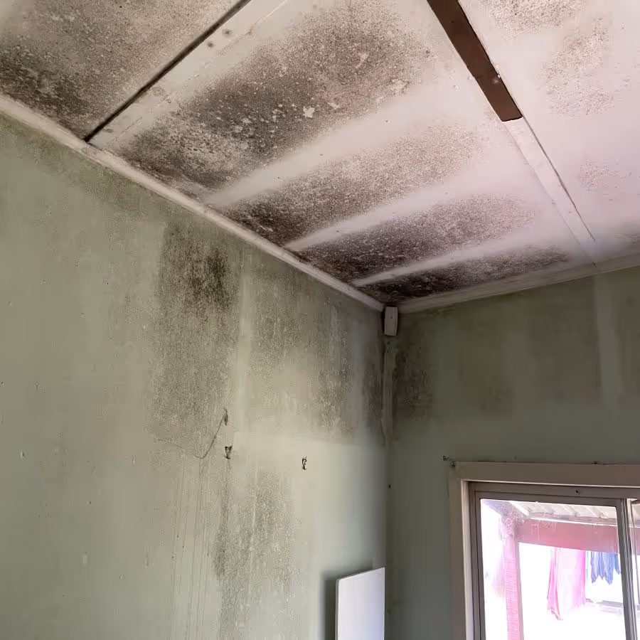 mold growth across ceilings in a house in Toronto