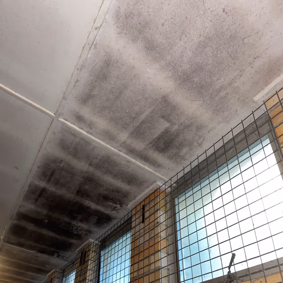 mold growth across ceilings in a house in Cronulla