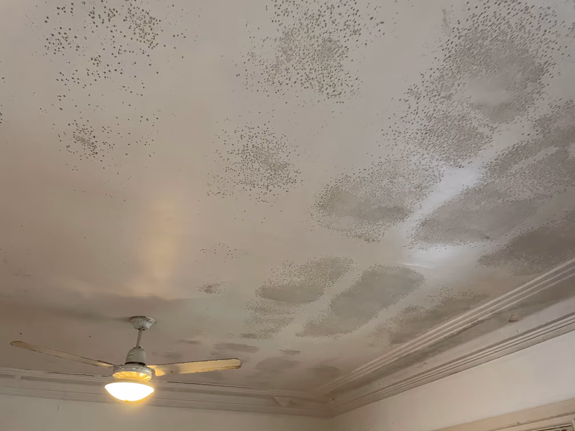 mold growth across ceilings in a house in Tuggerah