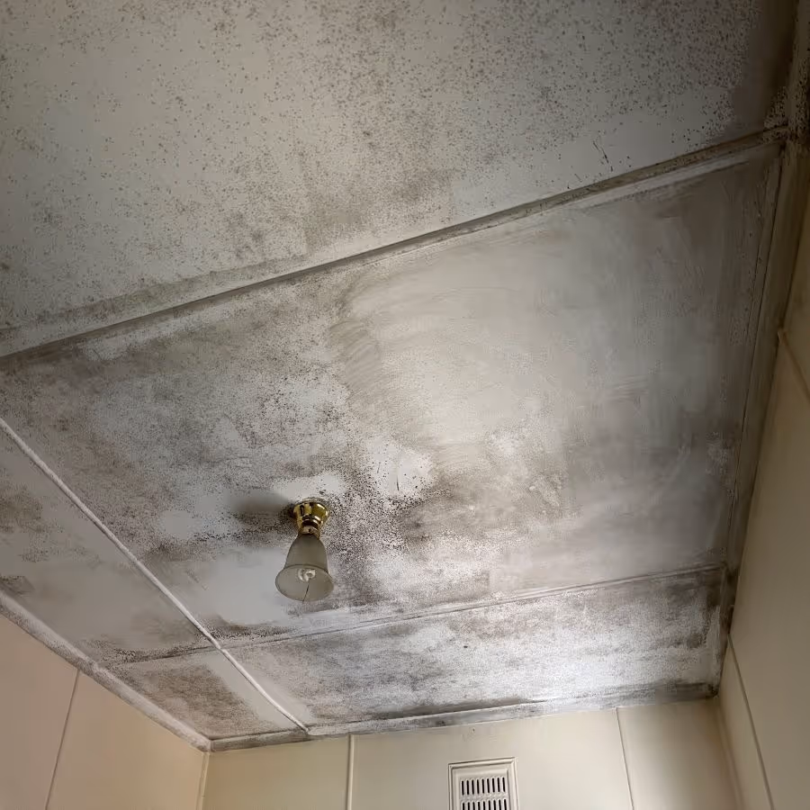 mold growth across ceilings in a house in Wyong