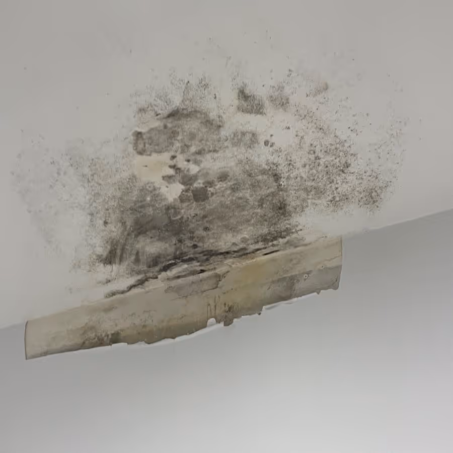 Kellyville mold removal required to a bedroom ceiling