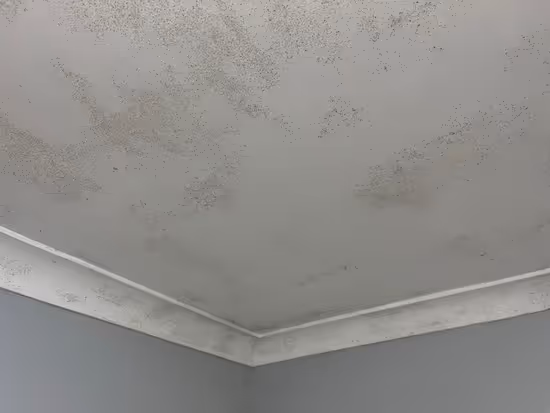 mould growth spread across ceiling from
