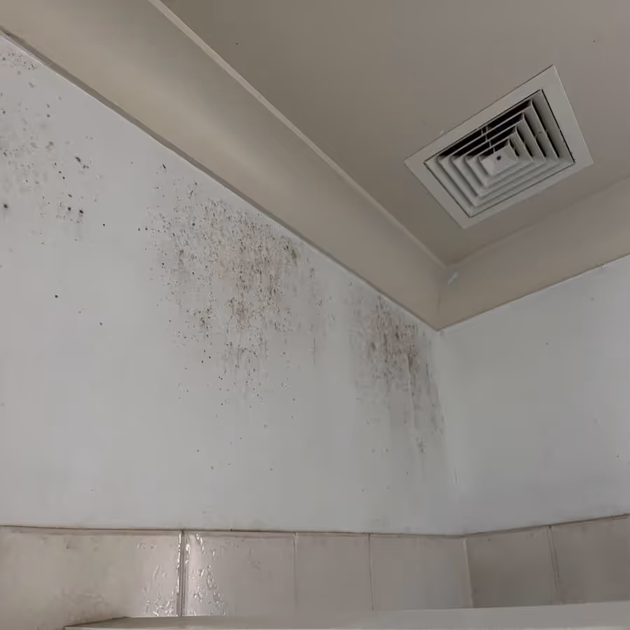 mold growth across ceilings in a house in Boondall