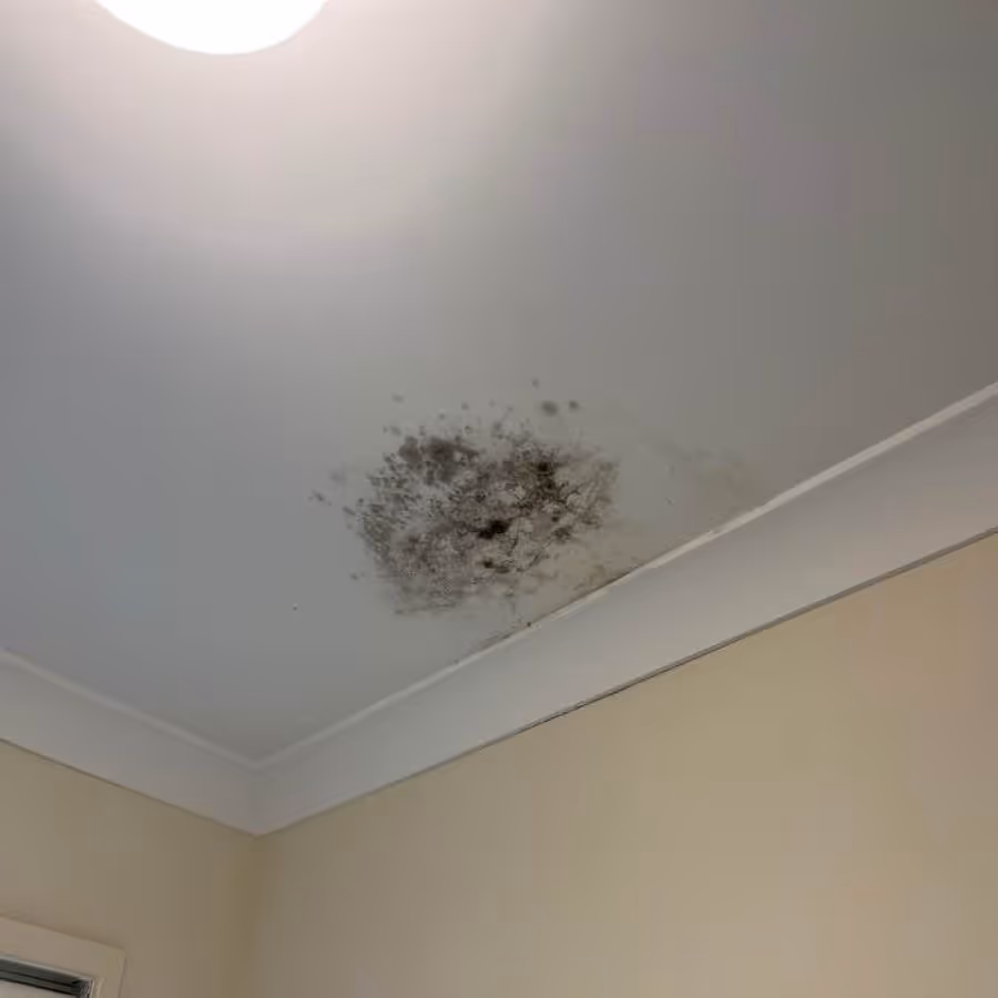 A patch on mould growing on a ceiling in Ormeau, Queensland