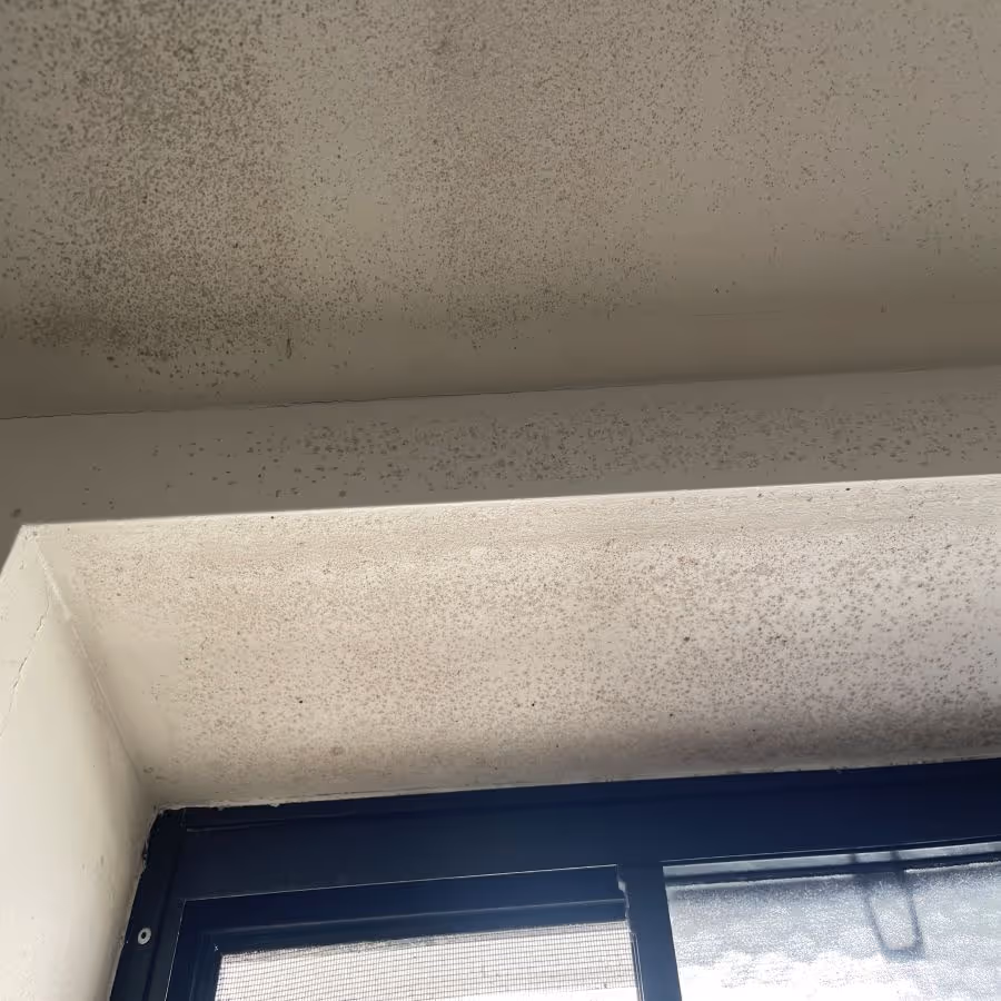 Mould affected walls and ceiling in Sippy Downs, Queensland