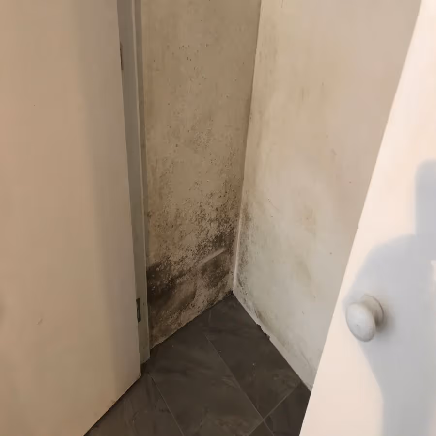 Black mold growing in the wardrobe of a home in Peregian Beach, Queensland
