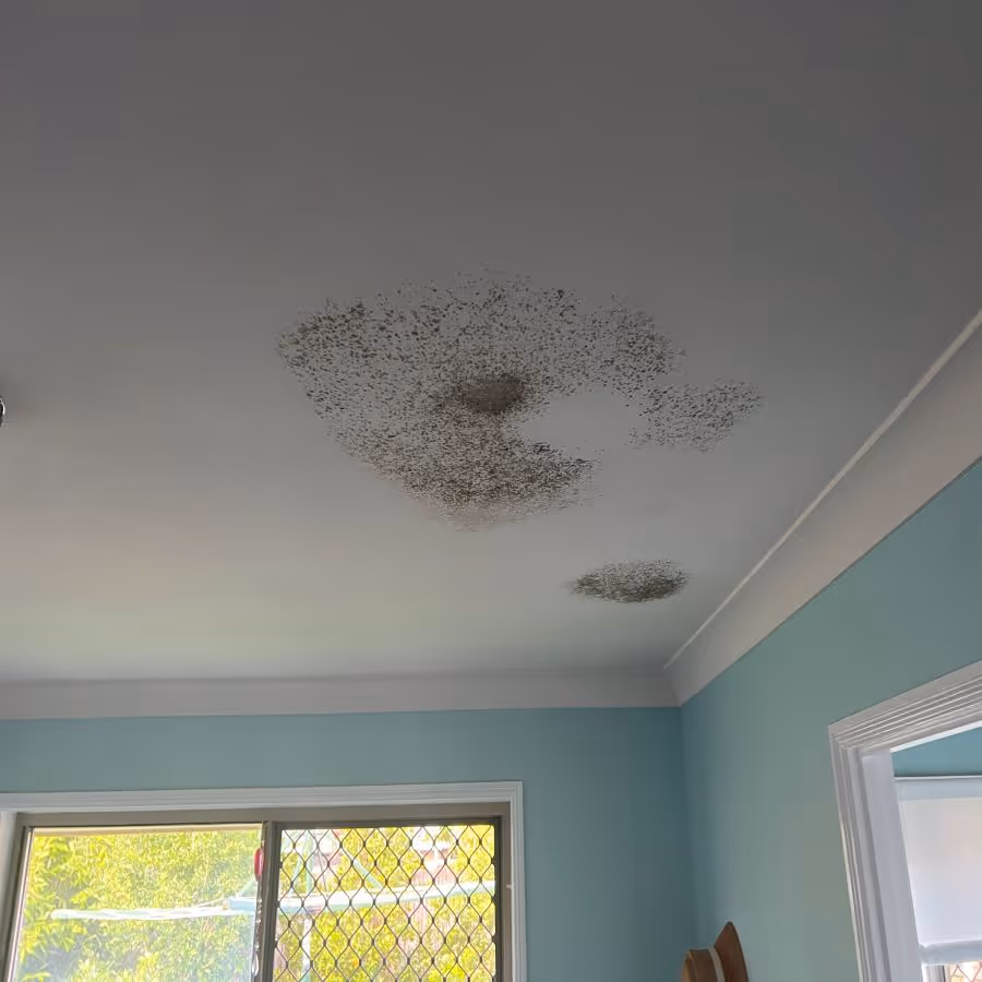 Mould growing on a ceiling from a roof leak in Capalaba, Queensland