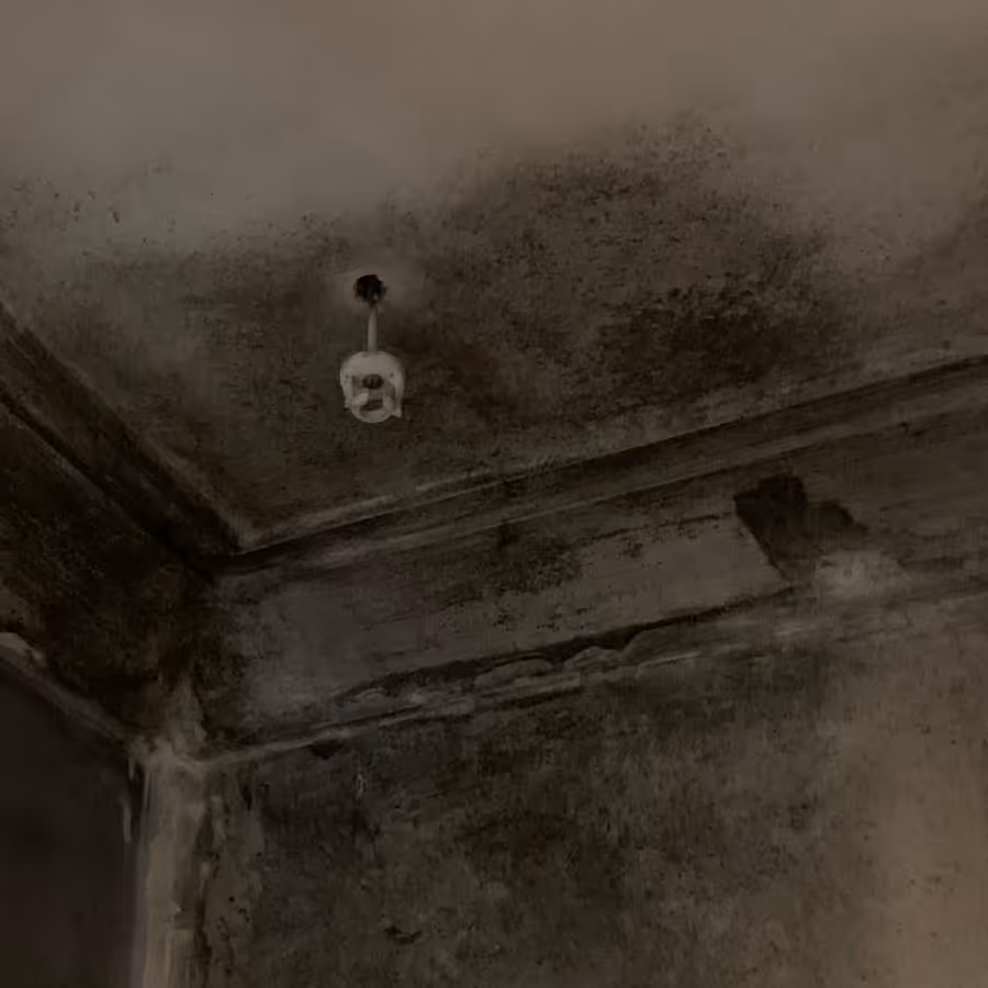 Black mould in walls and ceilings in Upper Coomera, Queensland