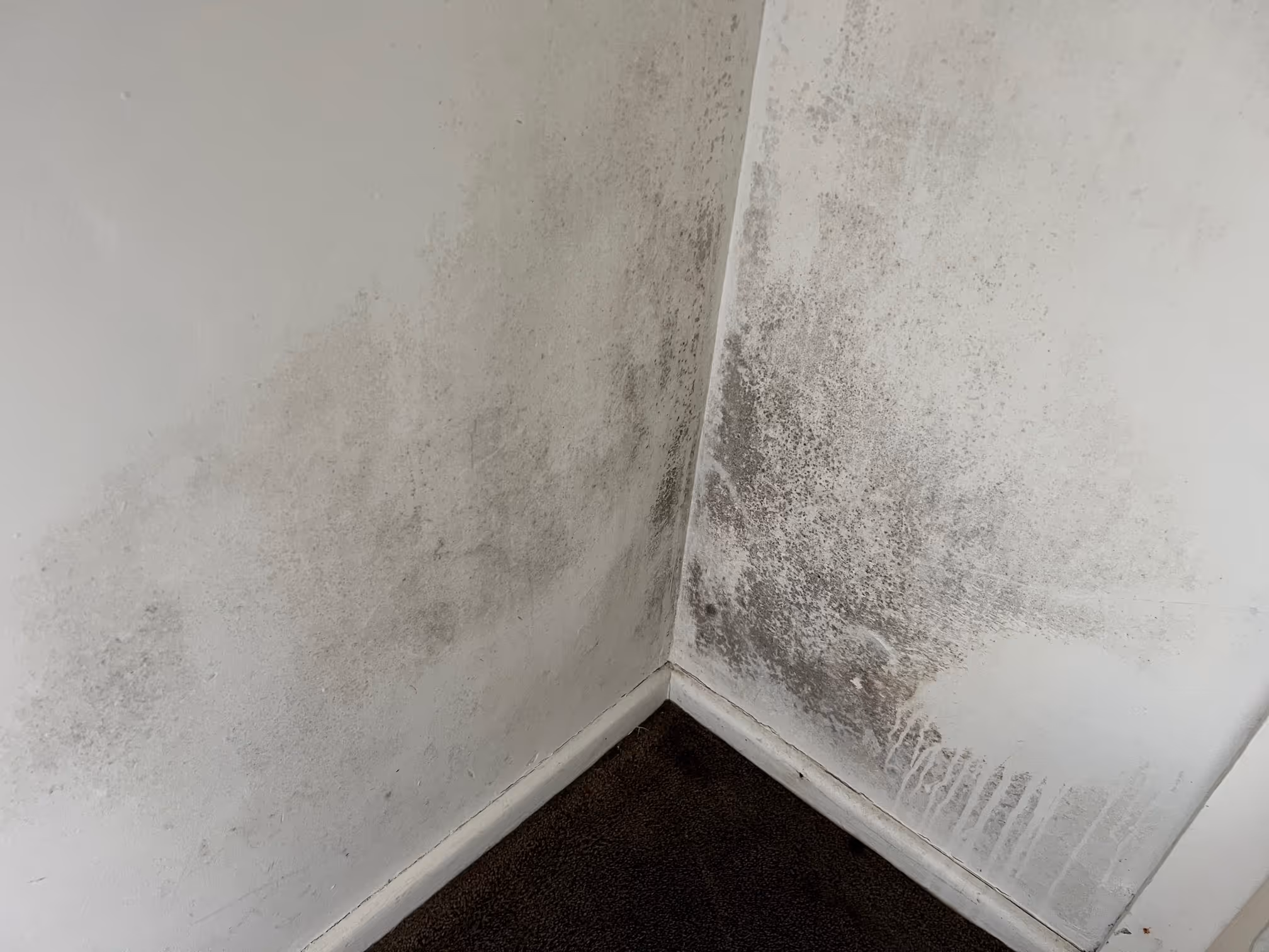 Mould spread over walls in Cheltenham, Melbourne