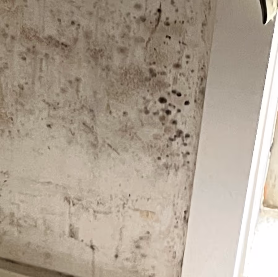 Mould spread over walls in Cranbourne, Victoria