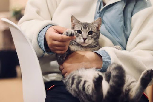 veterinary answering service