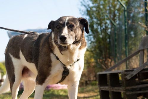 Бяло-кафяво куче с нагръдник на фона на пейка и синьо небе