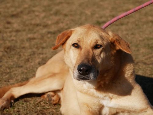 Светло кафяво куче легнало на зелена поляна