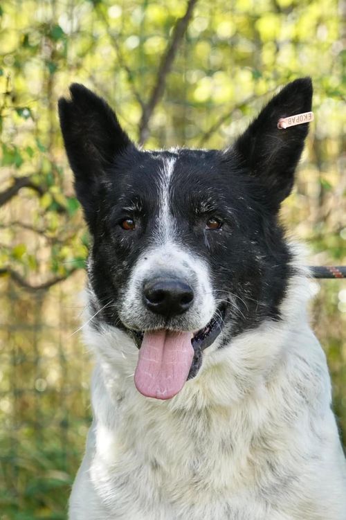 черно-бяло куче на зелен фон