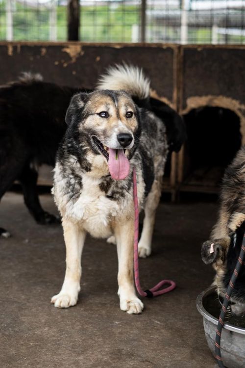 Сиво-бяло куче зад решетка