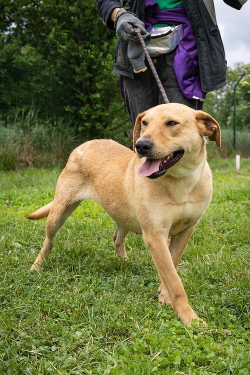 Жълто куче на фона на зелена поляна