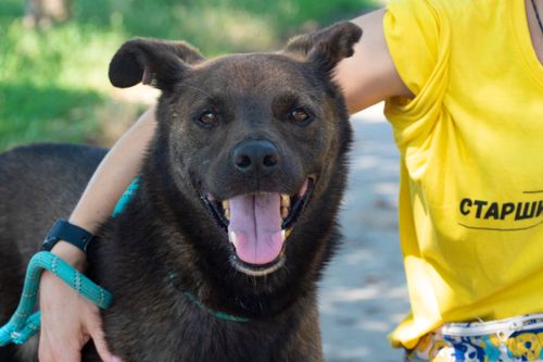 Тъмно кафяво куче гледа към камерата с отворена уста, прегърнато през кръста от човешка ръка.