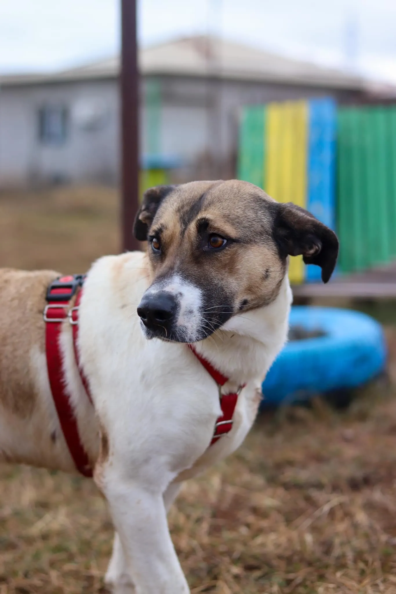 dog