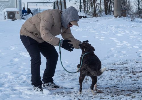 A man is playing with a black pitbull dog in the snow.