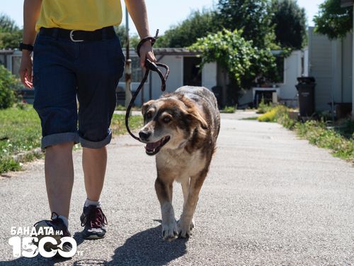 Дружелюбно куче върви по алея с човек, който го разхожда на повод.