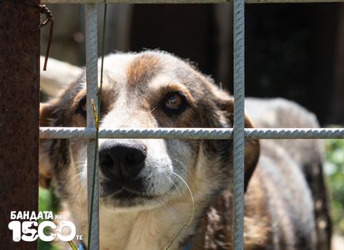 Кафяво куче гледа зад решетките на клетка.