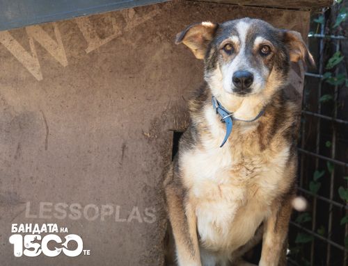 Кафяво куче порода микс стои наполовина излязло от колибата си и наблюдава обектива.