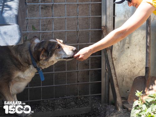 Кафяво куче, порода микс, внимателно взима награда от протегната ръка на доброволец.