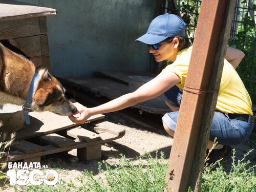 Кафяво куче, порода микс, внимателно взима награда от протегната ръка на доброволец.