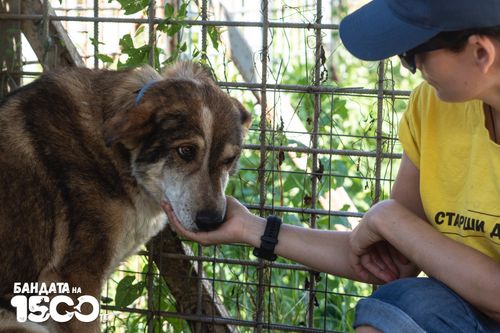 Доброволец, облечен в жълта тениска и синя шапка, стои до кафяво куче в клетка и го гали внимателно.