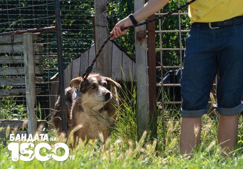 Доброволец, облечен в жълта тениска и сини къси панталони, внимателно извежда с повод кафяво куче от клетката му.