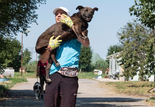 Доброволец в синя тениска и бяла шапка носи на ръце тъмно кафяво куче, порода микс.