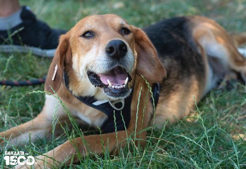 Жълто куче с бели и черни петна по козината, лежи на поляна.