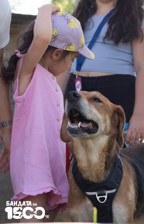 Жълто куче в нагръдник стои до изправено дете и се наслаждава на компанията му.