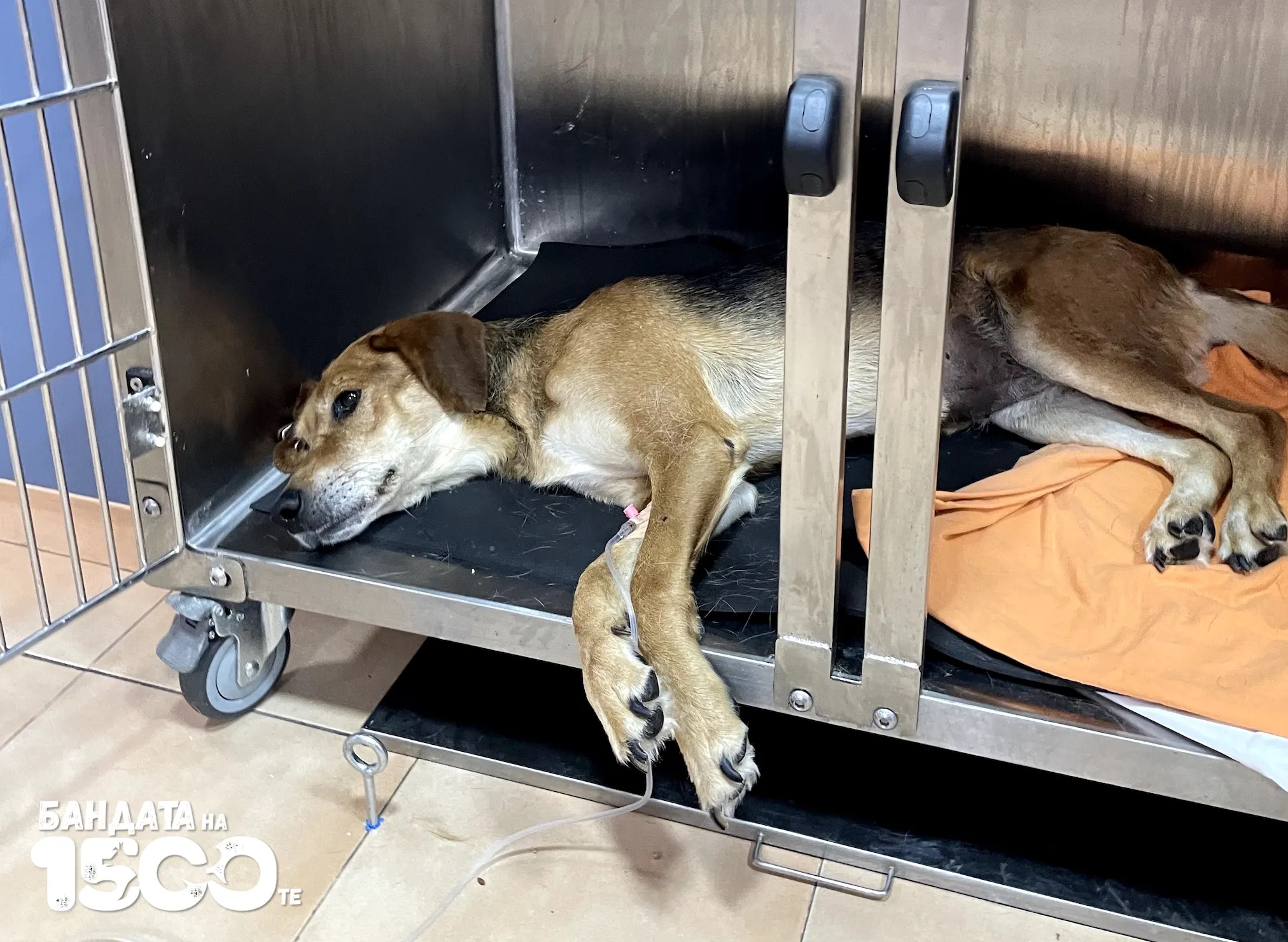 Жълто куче с тъмна козина на гърба лежи в клетка във ветеринарна клиника. На едното краче има поставена система.