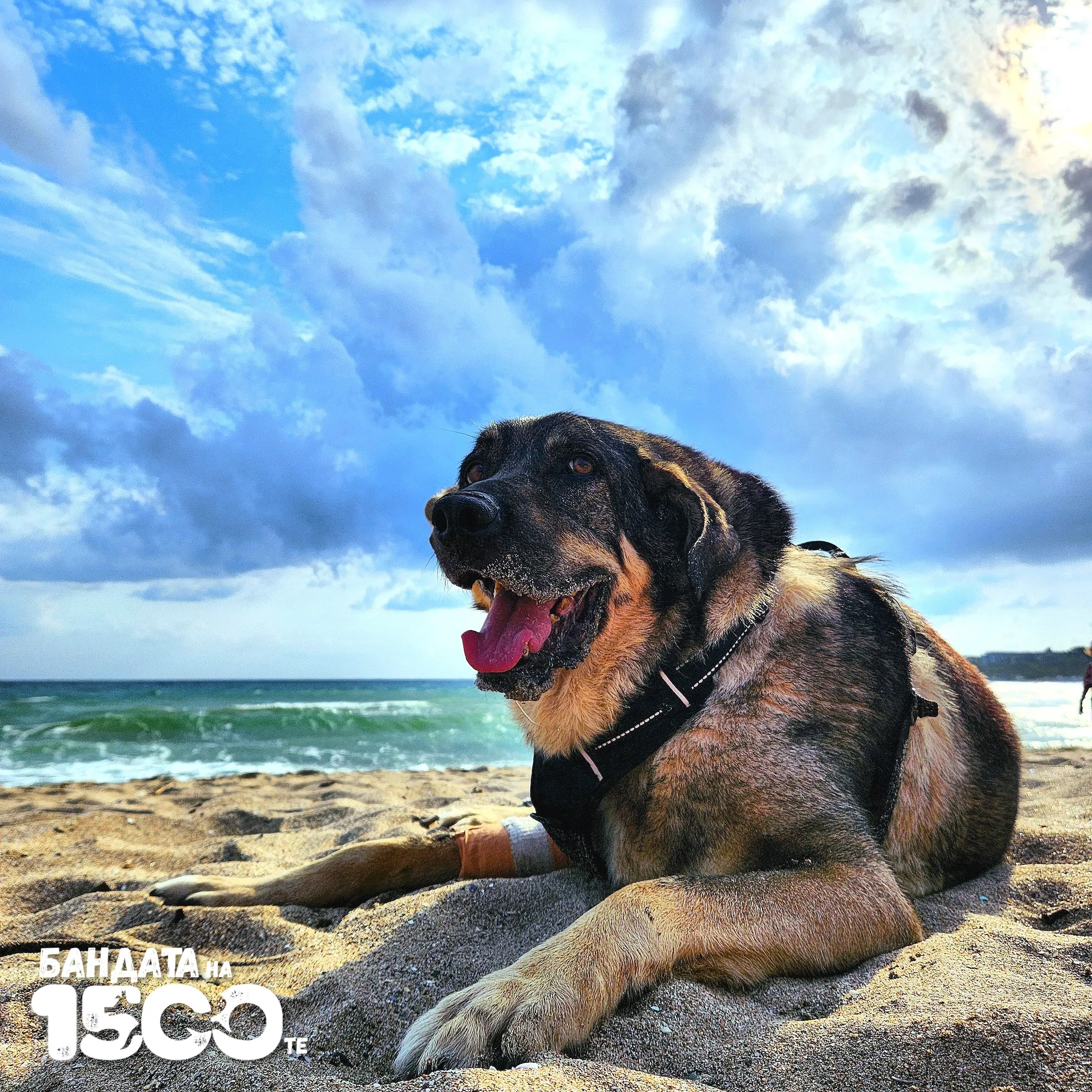 Big brown mixed breed dog lays on a beach next to the sea.