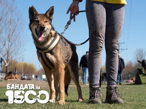 Кучето Сури стои до доброволец на поляната за разходки.