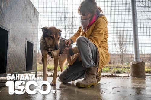 Кафявото куче Сури е в клетката си, до него доброволец в жълт дъждобран е клекнал и го гали.